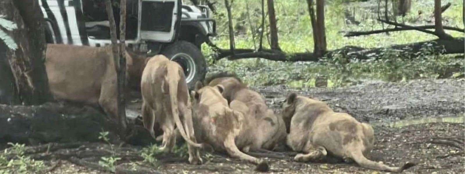 Zoo Keeper Killed By Lions In Front Of Visitors